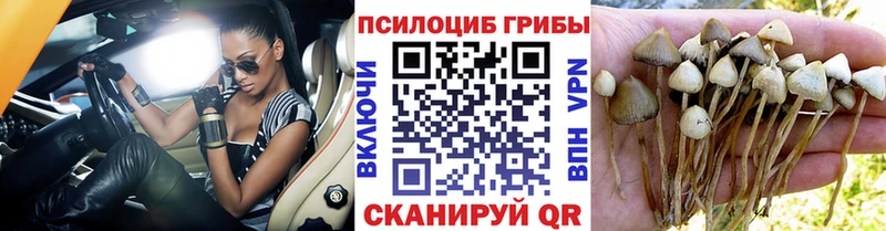 продажа наркотиков  Кандалакша  Псилоцибиновые грибы Psilocybe 